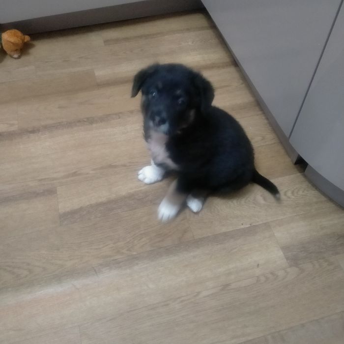 Щенок в добрые руки