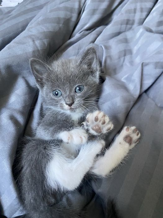 Отдам котенка даром