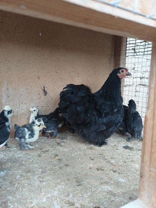 Япон чойнак товук