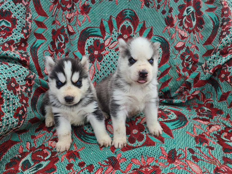 Продам щенков сибирской хаски.