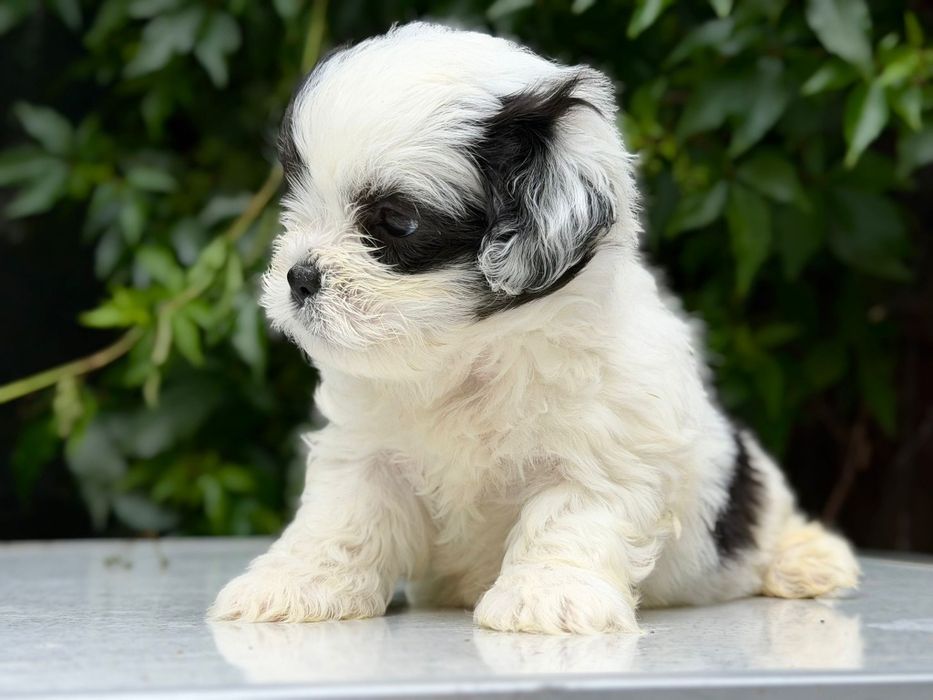 Mascul Shih Tzu, exemplar deosebit!