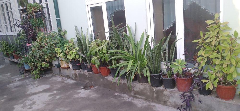 Manzarali Gullar sotladi