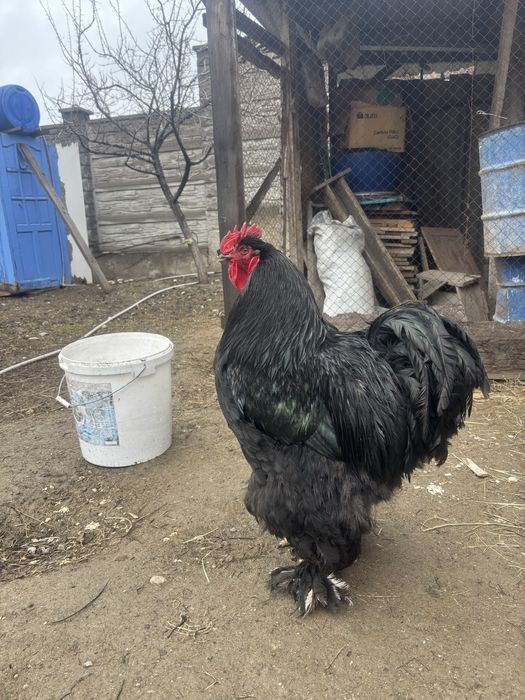 Продам кохинхин петух и курица