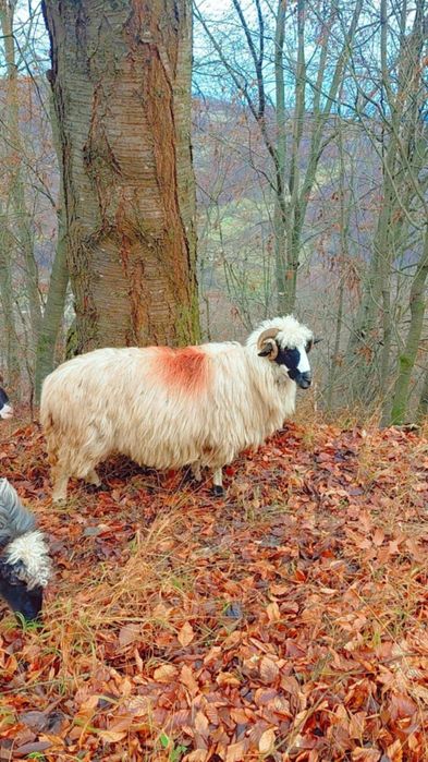 Oaie de 3 miei frumoasa