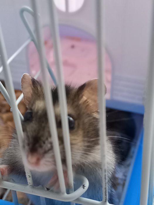 Продам маленьких хомяков