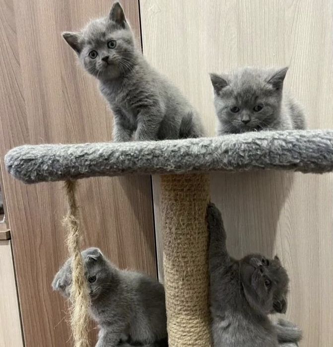Британские котята