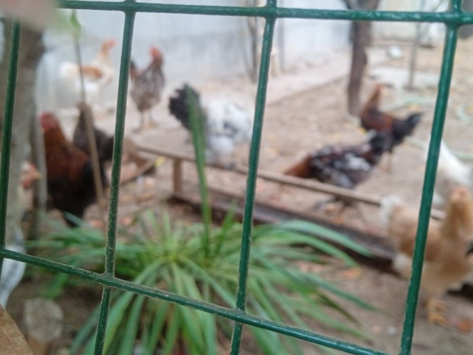 Xoʻrozlar sotiladi!