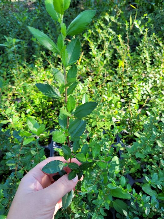 Pyracantha Red Column (Catina ornamentala)