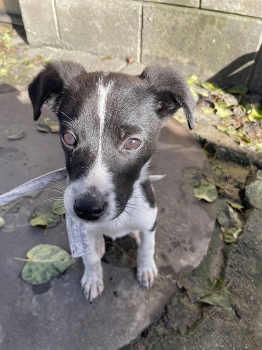 Отдам собаку