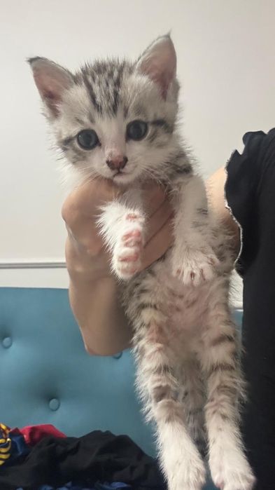 Продается котенок