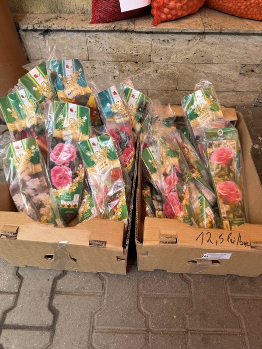 Butași de trandafiri