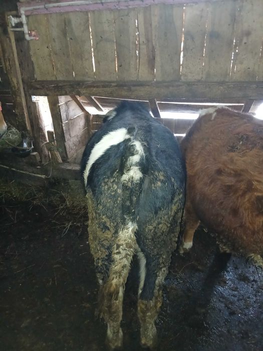 De vânzare doi tauri