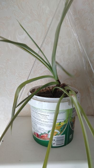 Пальма цена 2500тг