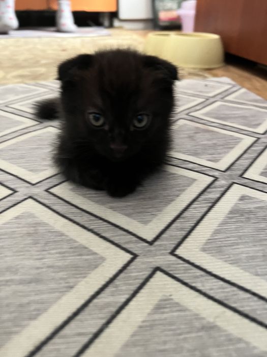 Веслоухие котята