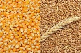 Vând porumb și grâu 2025