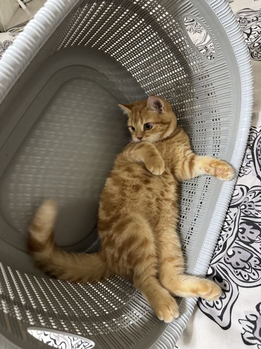 Шиншилла Страйт золотой окрос