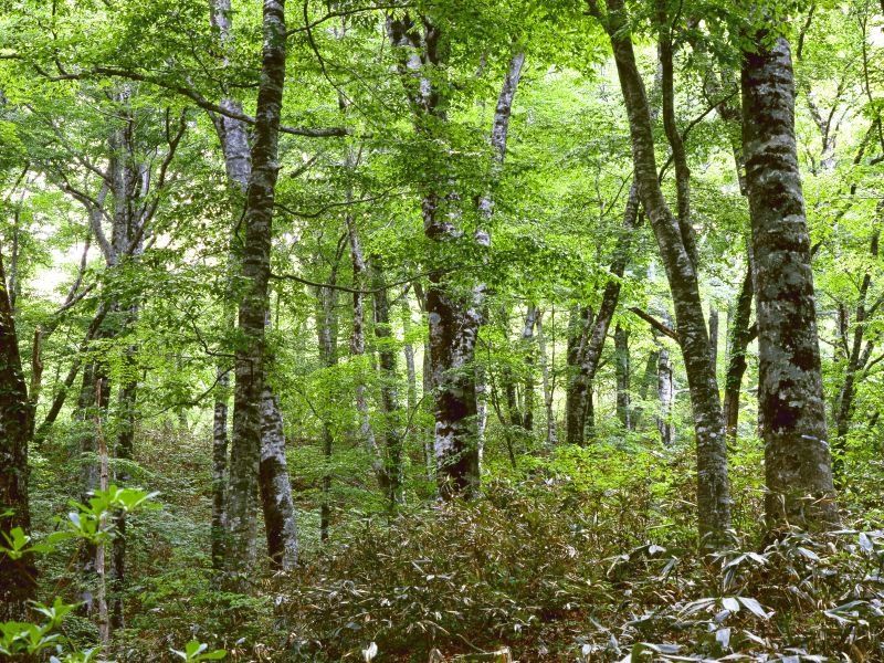 Vand Padure judet Arges 2.75 ha
