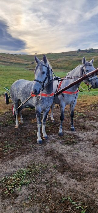 Iapa sura disponibila