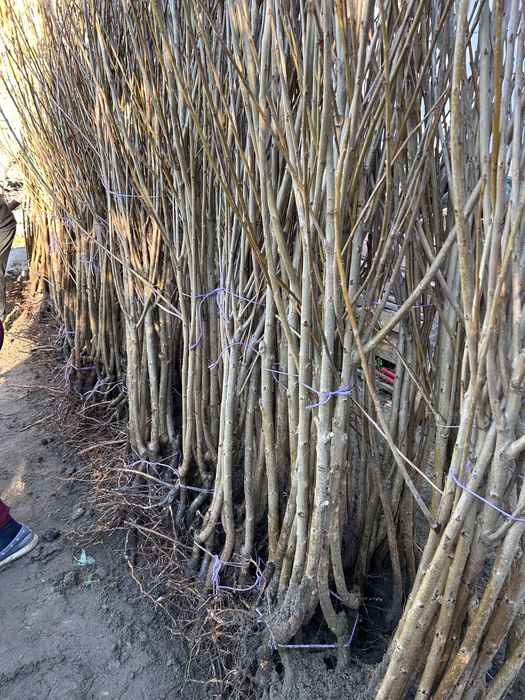 Pomi Fructiferi Certificați