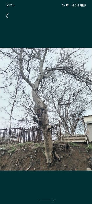 Йонгок дарахт сотилади чирчик