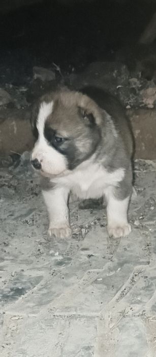 Ұрғашы күшік сатылады линия бар