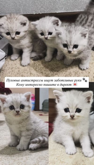 Шиншилла сотилади