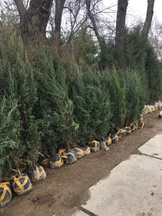 Archa sasna tuya majvenik sotiladi