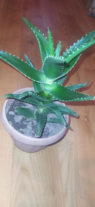 Продам комнатные Алоэ Растение