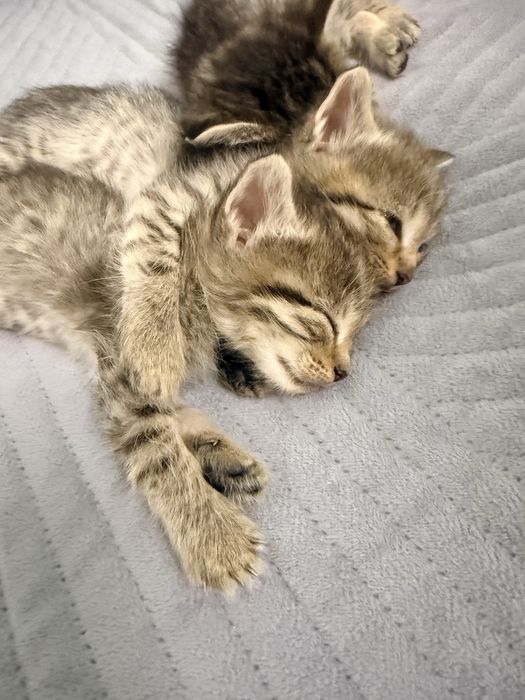 Отдам в добрые руки котят