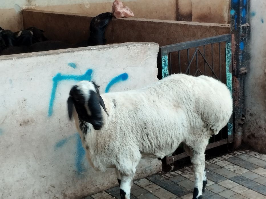 Qoyllar sotilladi qurbon hayitka