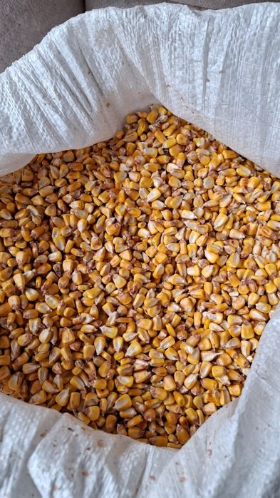 Vând porumb boabe