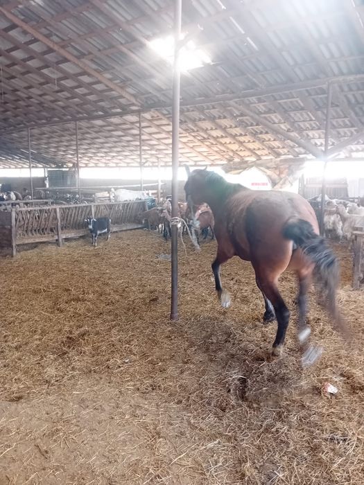 Vand carlana de 3 ani