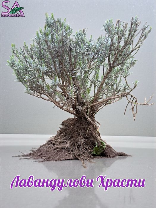 Лавандула разсад и лавандин – Български маслодайни рози (сортове)