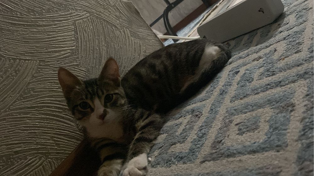 Котенок 5месяца ищет дом