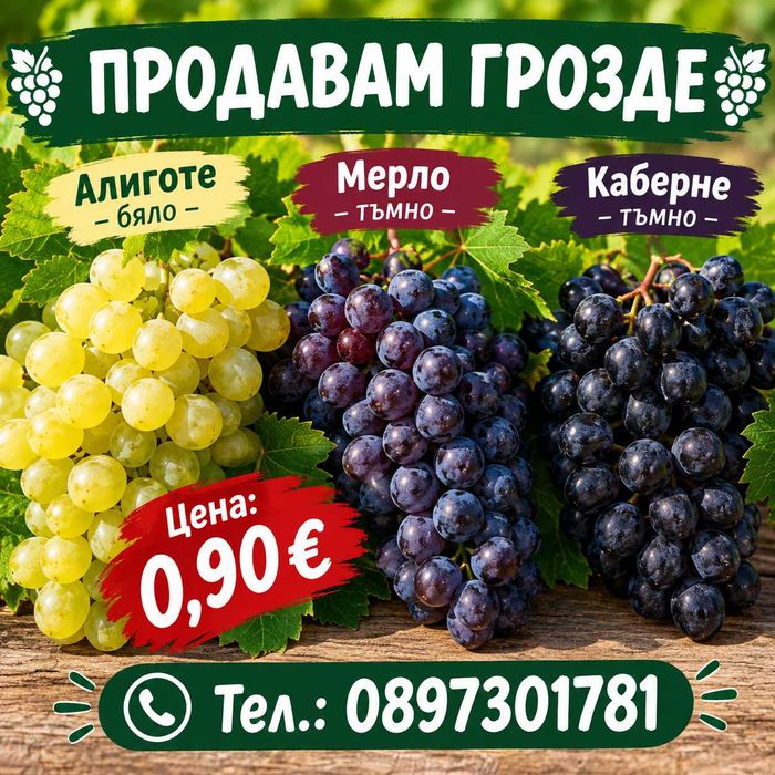 Грозде бяло Алиготе/Мерло/ Каберне