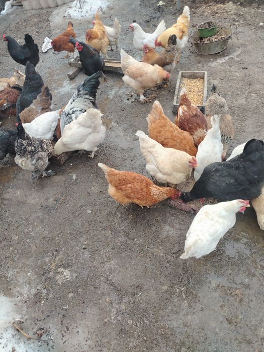 Тауықтар сатылады