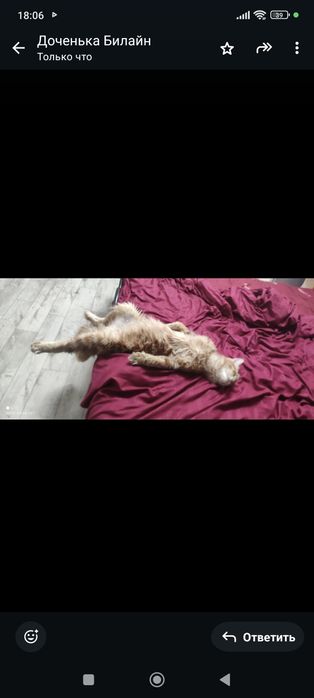 Мейн-кун котята девочки