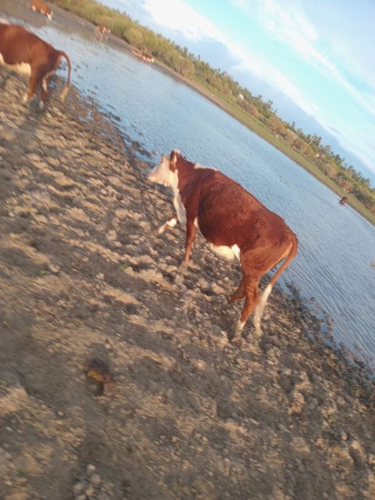 Ақбас сиырлар 3 жасарлар сатылады