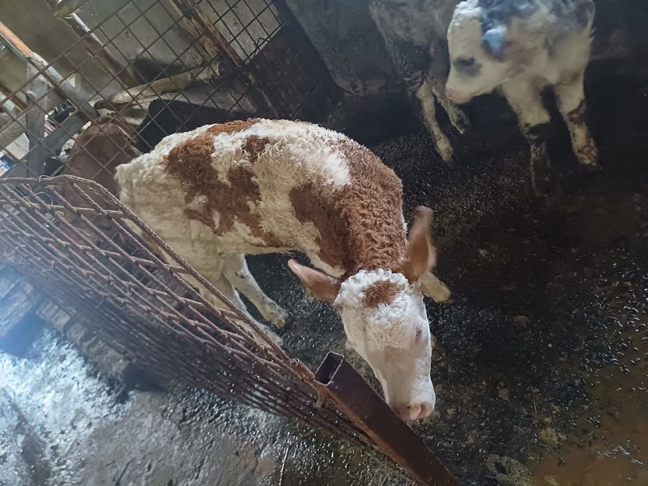 Vând vițel balțat!