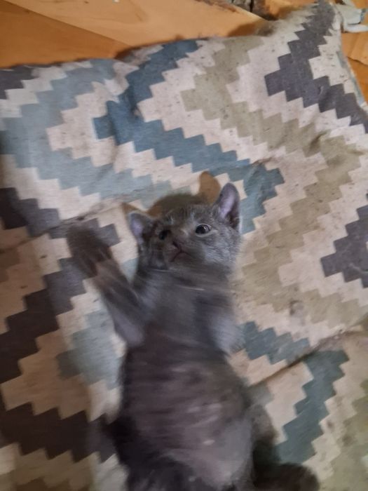Отдам котят бесплатно