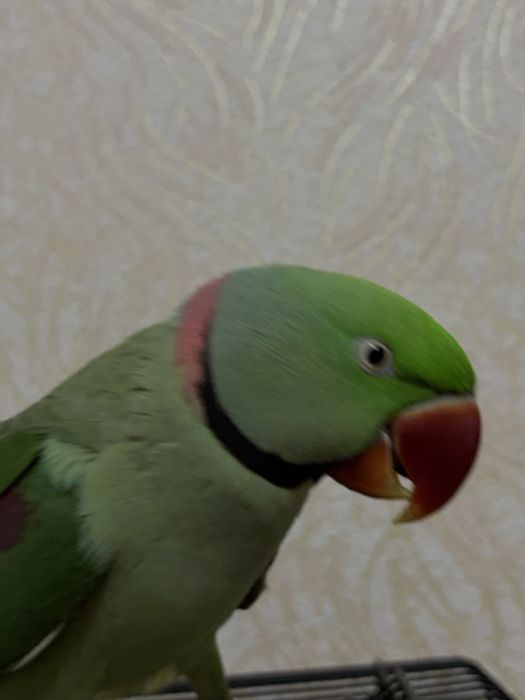 Попугай Александрский ручной