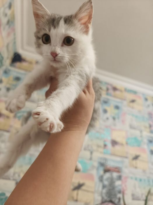 Кошечка ищет дом!