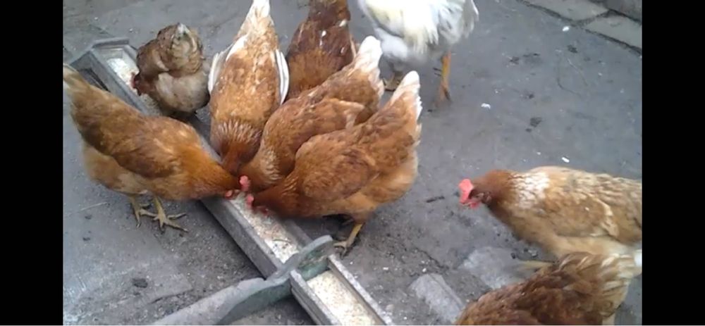 Продаются куры несушки Ломан Браун