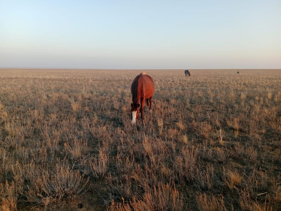 Семіз ТУ БИЕ сатылады