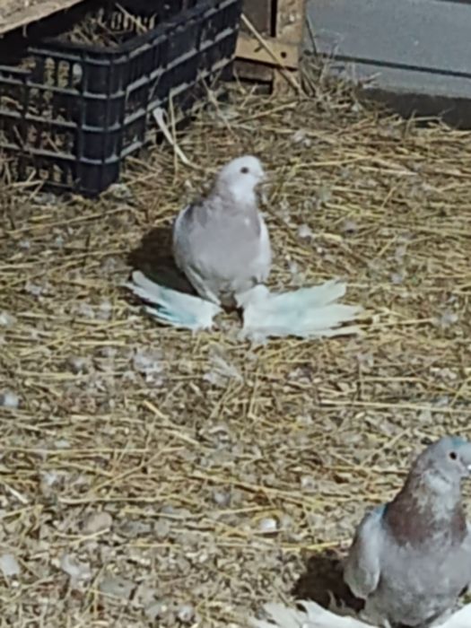 Голубь розовый на гребле