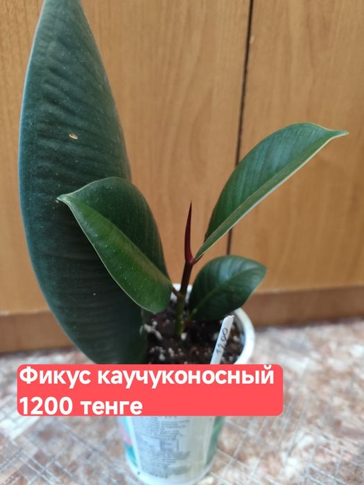 Фикусы каучуконосные