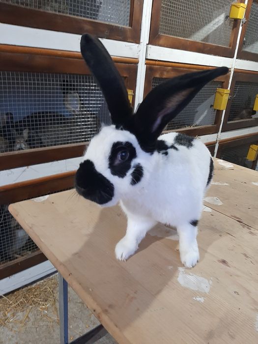 Urias german si fluture german