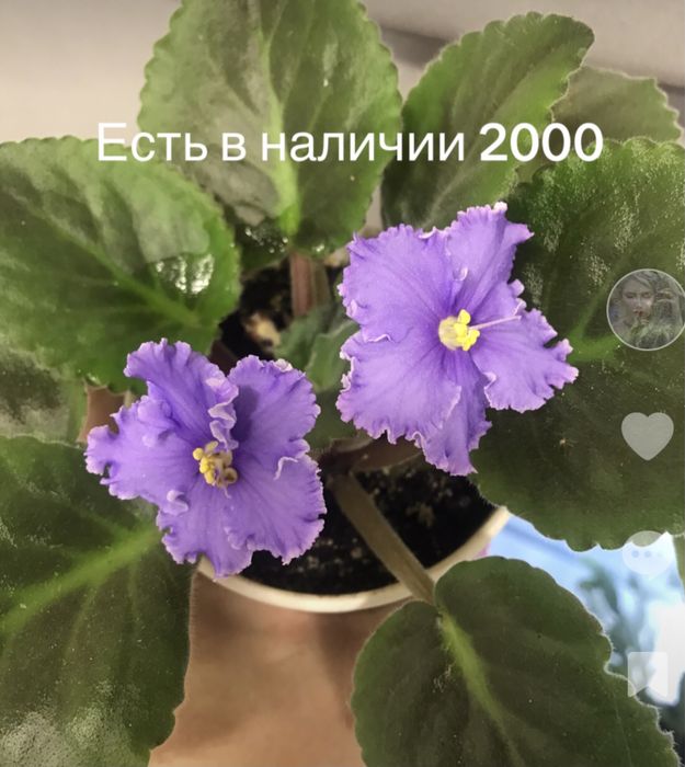 Продам фиалки цветущие