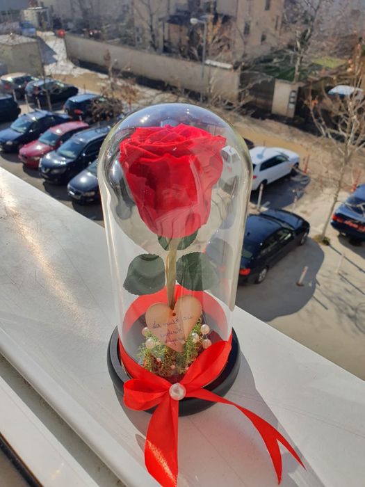 Trandafir rosu criogenat in cupola