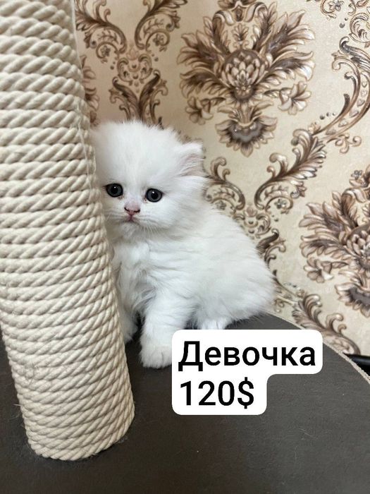 Котята девушка и мальчик